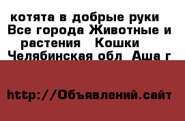 котята в добрые руки - Все города Животные и растения » Кошки   . Челябинская обл.,Аша г.